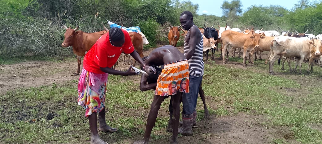 Animal Vaccination Campaign in Pibor Manyiran